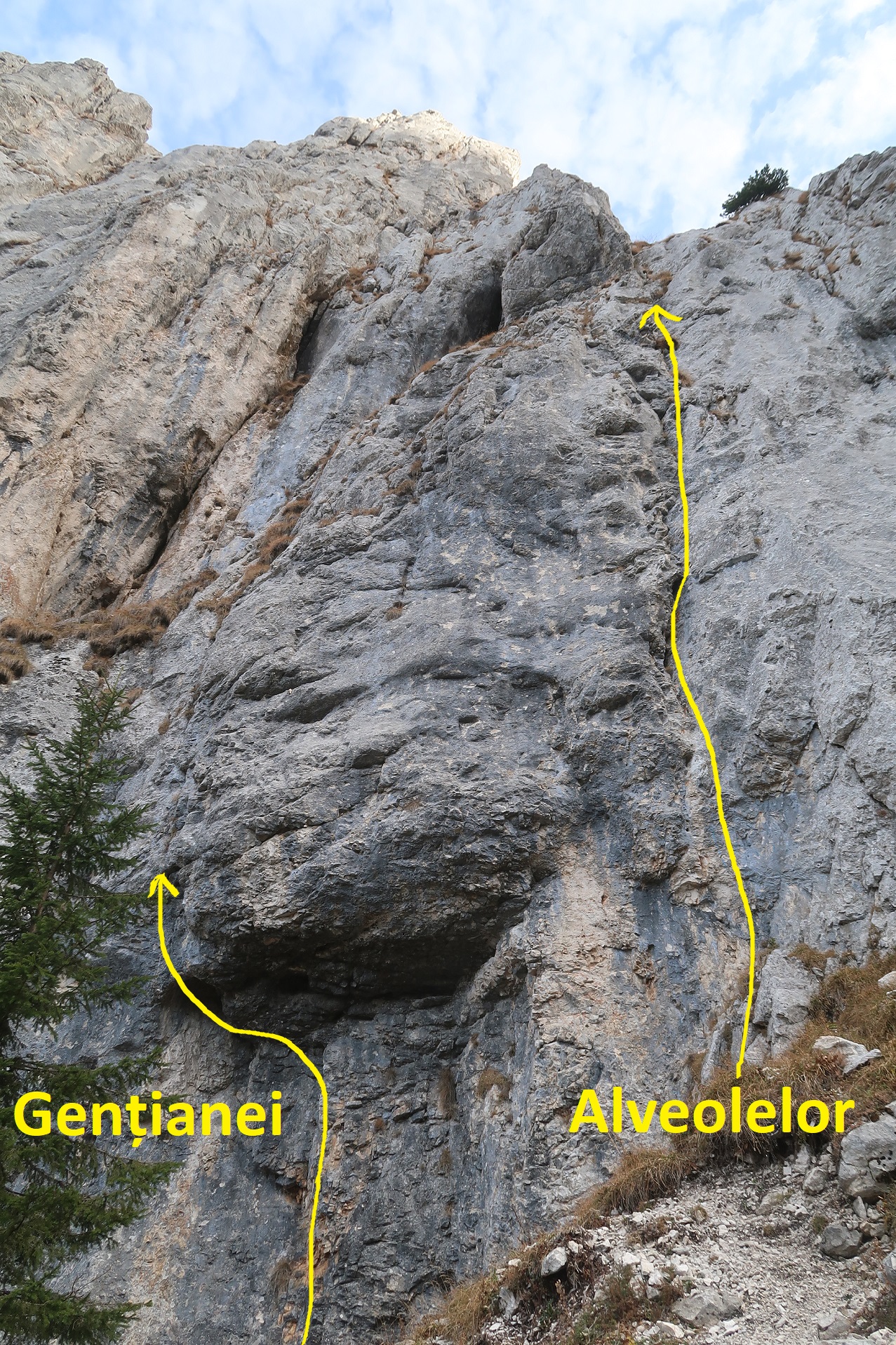 alveolelor- gentianei_2