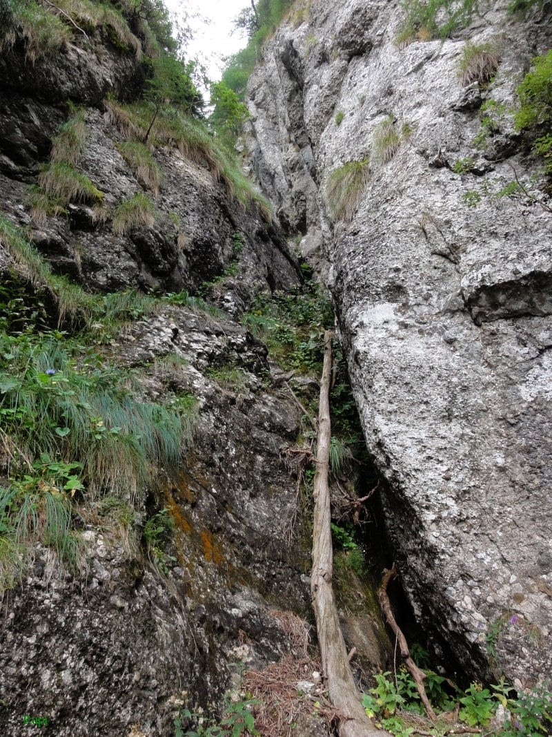 Sursă: Rupi (2015)